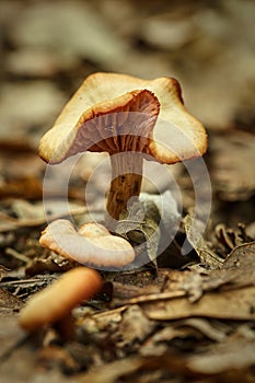 The deceiver Laccaria laccata photo