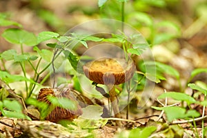 The Deceiver mushroom