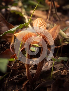 The Deceiver mushroom grows from the forest floor Laccaria laccata photo