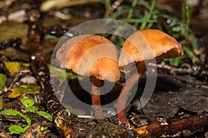 Deceiver Mushroom - Laccaria laccata photo