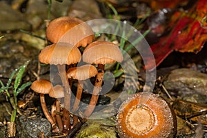 Deceiver Mushroom - Laccaria laccata photo