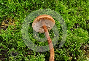 The Deceiver Mushroom showing gills and stem.