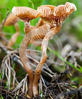 The deceiver toadstool on rotting vegetation photo