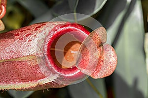 Pitcher plant with a deceitful heart photo