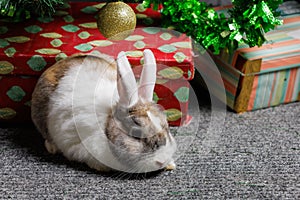 December 15, 2022 Balti, Moldova. Cute beautiful domestic rabbit under the Christmas tree. Background