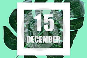 december 15th. Day 15 of month,Date text in white frame against tropical monstera leaf on green background winter month