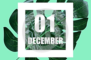 december 1st. Day 1 of month, Date text in white frame against tropical monstera leaf on green background winter month