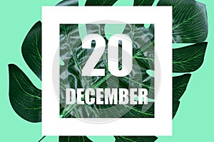 december 20th. Day 20 of month,Date text in white frame against tropical monstera leaf on green background winter month