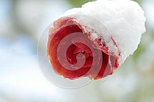 December day, red iced rose in snow