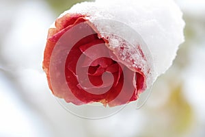 December day, red iced rose in snow