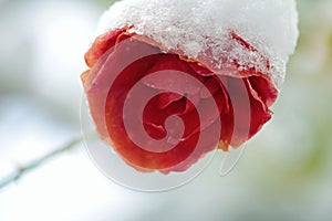 December day, red iced rose in snow