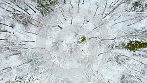December forest. Clip.Helicopter view of early winter and trees under the snow that stand next to each other.