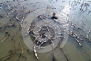 In winter the workers earn their hard money in the pond.