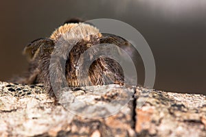 December moth (Poecilocampa populi) head on