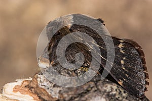 December moth (Poecilocampa populi) profile