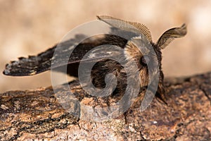 December moth (Poecilocampa populi) ready for take off