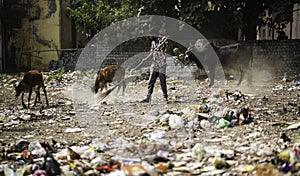 December, 2022, Raipur, India: Man sweeping the trash with broom and polyhthene big garbage area, Man cleaning the polluted area,