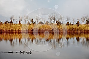 Landschaft aus Schilf teich im 