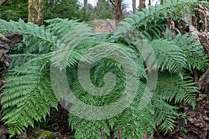polystichum retrosopaleaceum, the narrow tassel fern