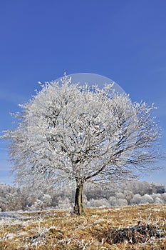 December beautiful frosted tree