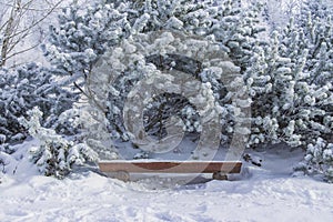 December winter time forest Christmas tree landscape background snowfall weather empty wooden bench near trail