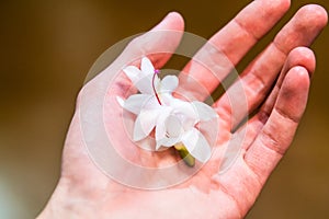 Decembrist white flower on a palm