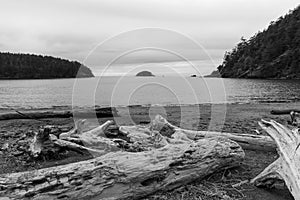 Deception Island beach wood logs at Bowman Bay Deception Pass State Park in Washington during summer. Black and white