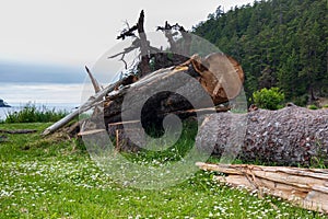 Deception Island beach wood logs at Bowman Bay Deception Pass State Park in Washington during summer Black and white