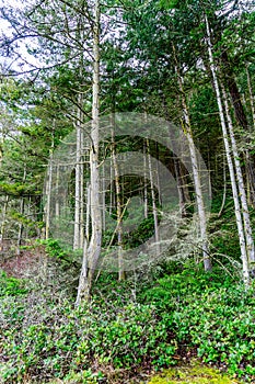 Deception Pass Park Trees 2