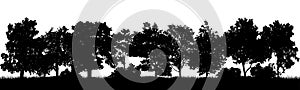 Decidious woodland, silhouette of beautiful trees and bushes. Vector illustration photo