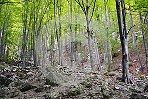 Decidous forest in the Cernei Mountains, Romania. photo