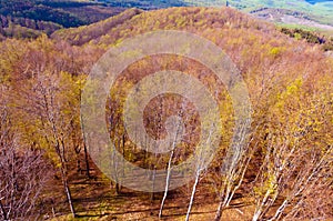 Deciduous beech forest in spring, forest landscape