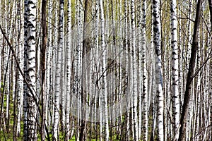 Deciduous birch forest with morning sunlight