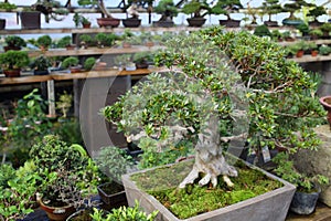 Deciduous bonsai with buds and thick trunk in a photo