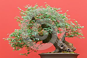 Deciduous bonsai ree