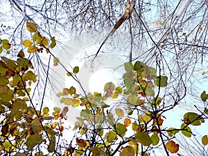 Deciduous branches and leafless trees