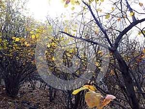 Deciduous branches and leafless trees