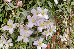 Deciduous climbing shrub Clematis Montana with small pink flowers. photo