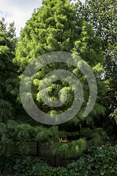 The deciduous conifer Taxodium distichum `Nutans`