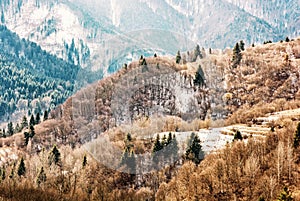 Deciduous and coniferous forest in winter mountains