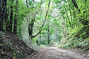 Deciduous and coniferous trees dense forest wildlife path in the forest