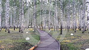 Deciduous and coniferous trees dense forest wildlife path in the forest