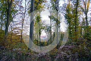 Deciduous forest in the autumn