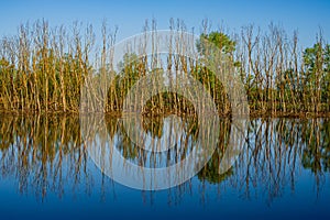 Deciduous forest on the bank and reflection of dry tree trunks in the water of the river. Web banner