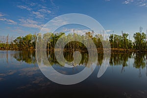 Deciduous forest on the bank and water of the river, rural landscape