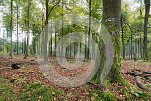 Laubabwerfend Wald Grün eichen ()  a Blätter auf der länder 