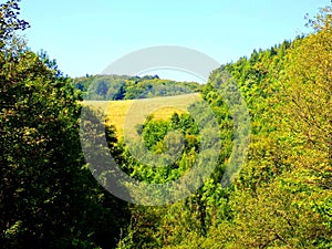 Deciduous forest landscape