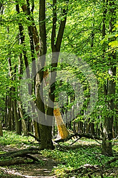 Deciduous forest, Little Carpathians, Slovakia