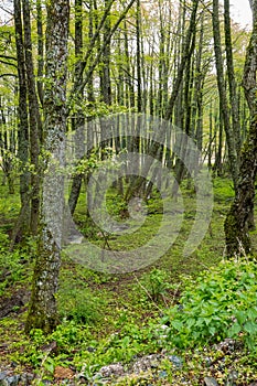 Deciduous forest at Mount Belles in Greece