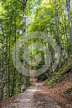 Listnatý les, Muránska planina, Slovensko, sezónní přírodní scenérie